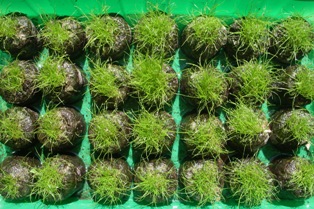 cyperus pellets ready for transloaction