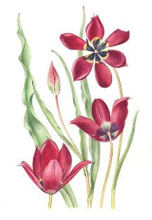 Tulipa cyperia