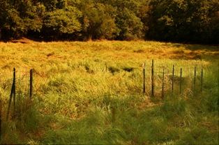 fenced cyperus