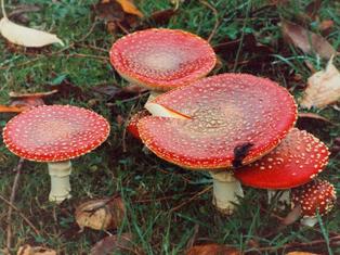 fly agaric