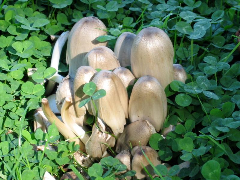 fungi in clover