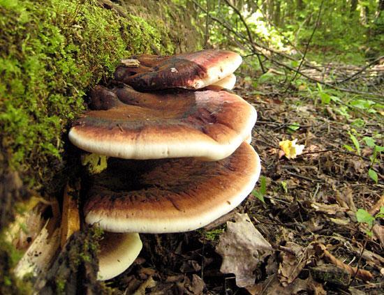 unknown fungi