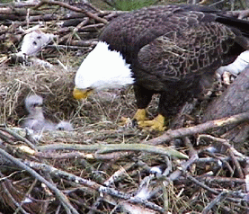 Bald Eagles at the botanic garden