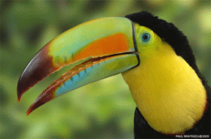 Keel-billed toucan Keel-billed toucan