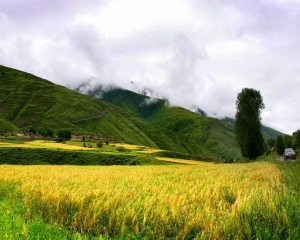 Wild Barley in China
