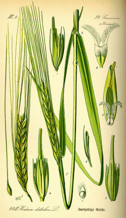 Barley, Hordeum distychum, believed to have first been brought into cultivation in the Arab region