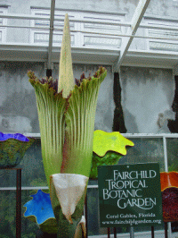 Amorphophallus c. Jennifer Davit/Fairchild BG