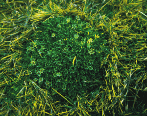 Colobanthus quitensis and Deschampsia antarctica