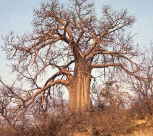 Baobab tree