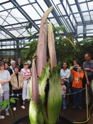 Amorphophallus titanum in germany