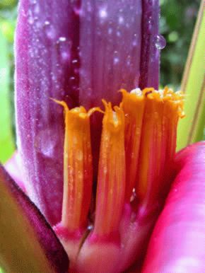 Musa velutina