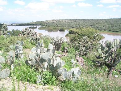 Fire damage at : El Charco Del Ingenio Botanic Garden, in Guanajuato, Mexico (June 2011)