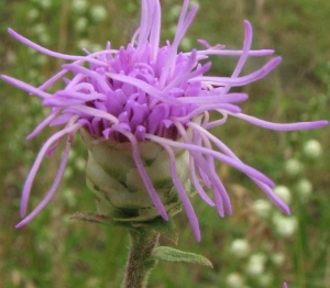 Liatris aspera or Rough Blazing Star