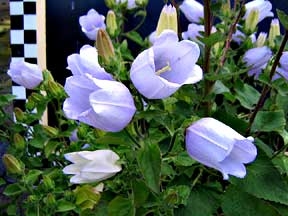Campanula incurva