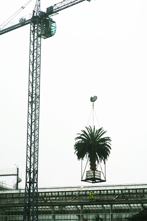 The Flying Cycad