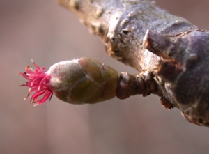 Corylus avellana