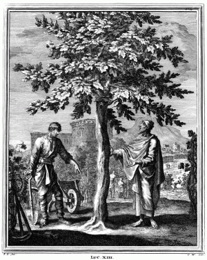 Fig trees feature at several points in the Bible