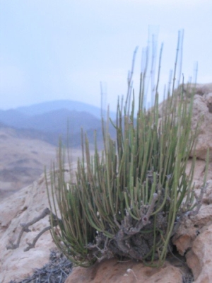 Fragile but tough - desert plants in Oman