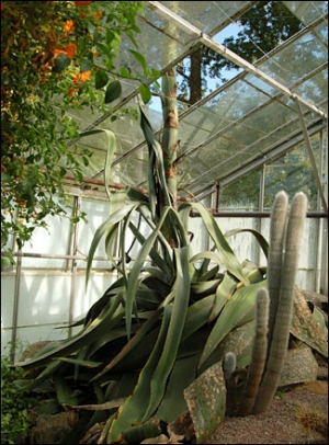 Agave americana breaks through the glass ceiling