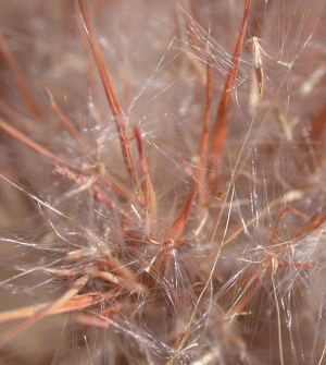 Bushy Bluestem seeds from North Carolina Botanical Garden
