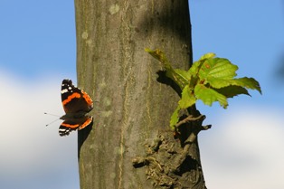 butterfly butterfly