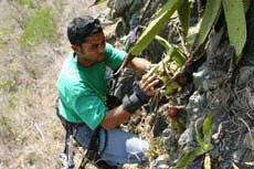 Melocactus actinacanthus rescue