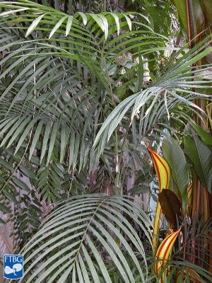 Dransfieldia micrantha