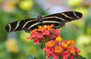 Heliconia feeds on Lantana
