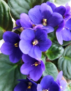 african violet