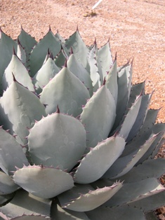 agave