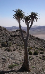 aloe pillansii