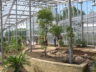 camphor oil tree