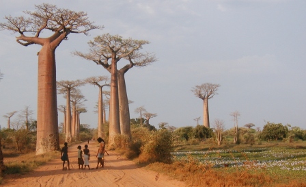 baobab in madagascar