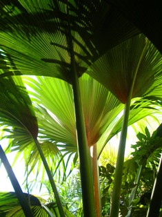 palms