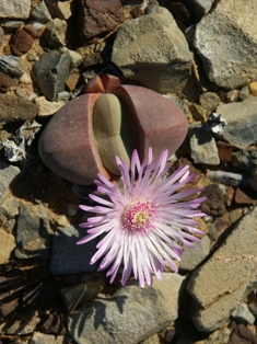 lithops