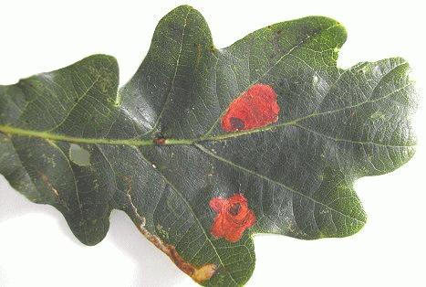 Quercus leaf miners