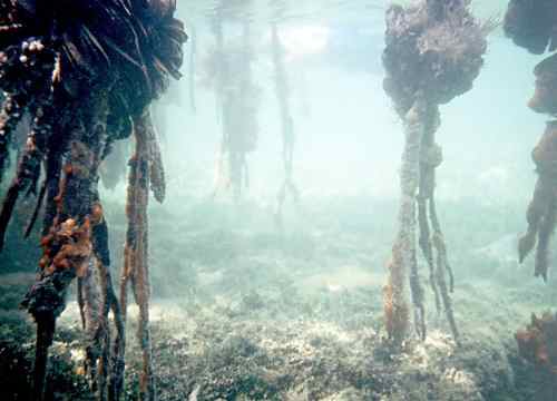 Mangroves