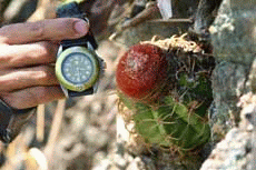 Club extremo and Melocactus actinacanthus
