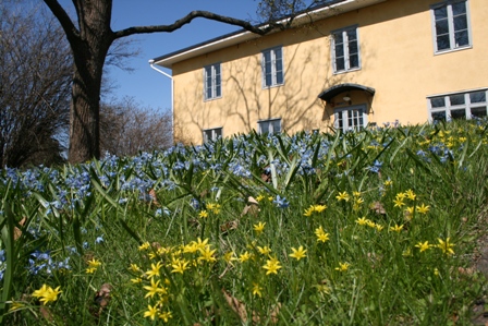 the garden