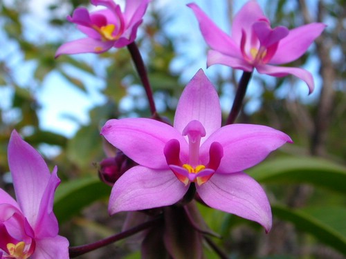 Orchids abound