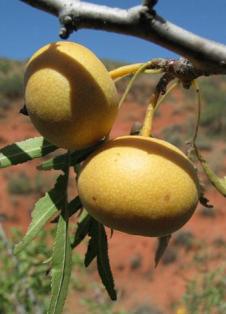 pyrus korshinskyi