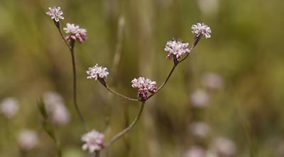 Mt Diablo Buckwheat