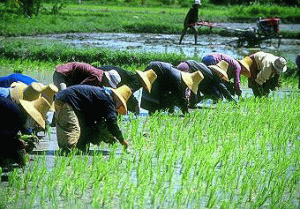 Ricegrowers