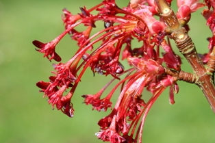 acer pycnanthum