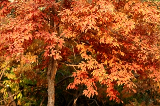 acer trifolium