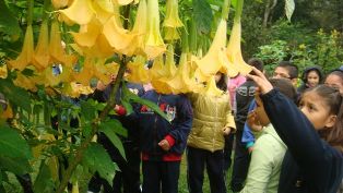 calvijero ethnobotanic plants