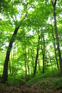 maple forest