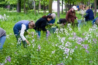 remove invasive species