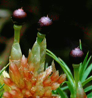 Sphagnum capsule copyright Alan Heilman