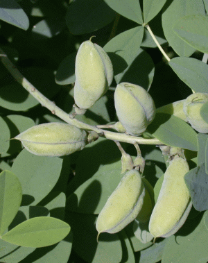 Bushy Bluestem seeds from North Carolina Botanical Garden